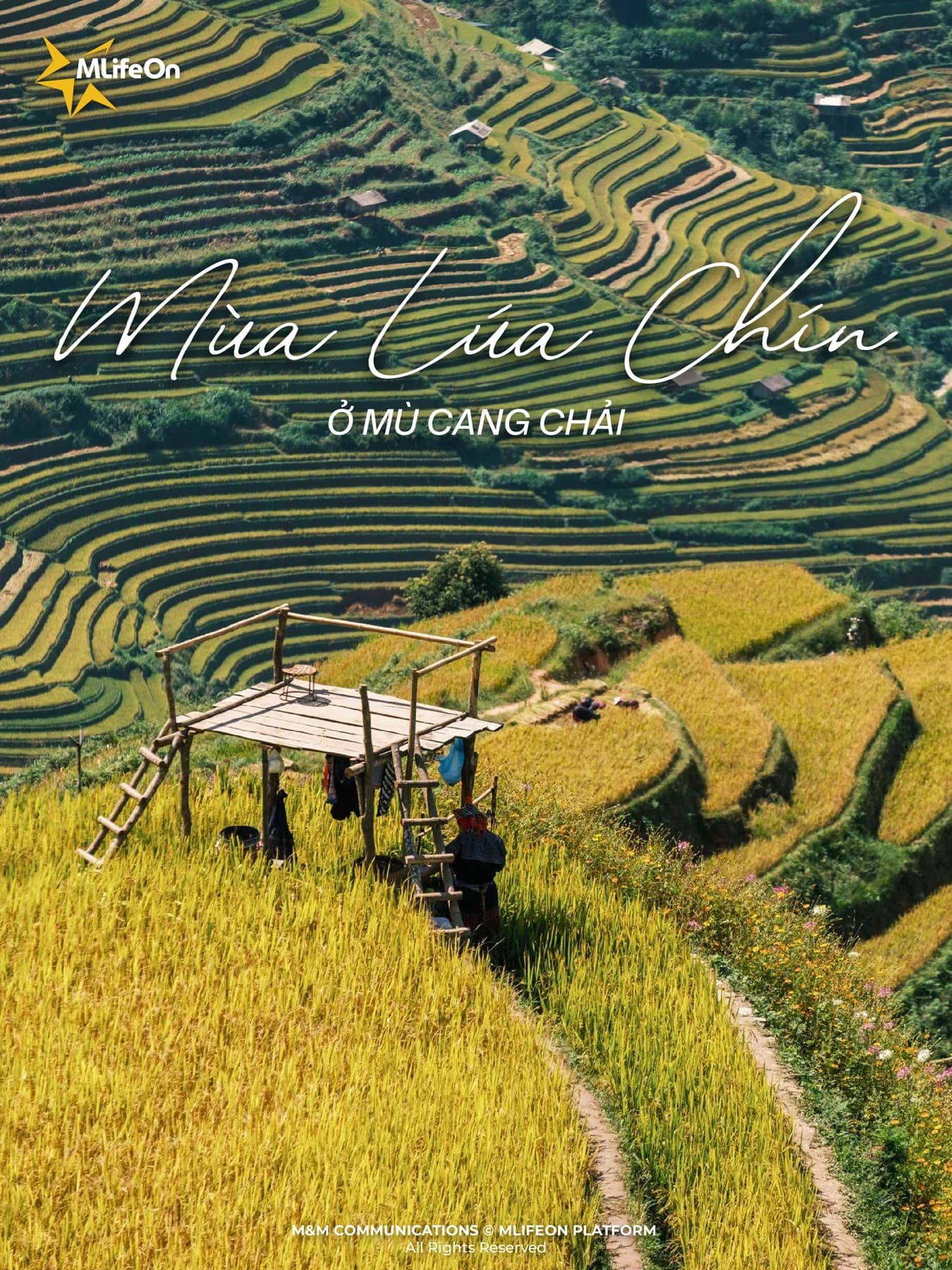 RICE SEASON IN MU CANG CHAI
