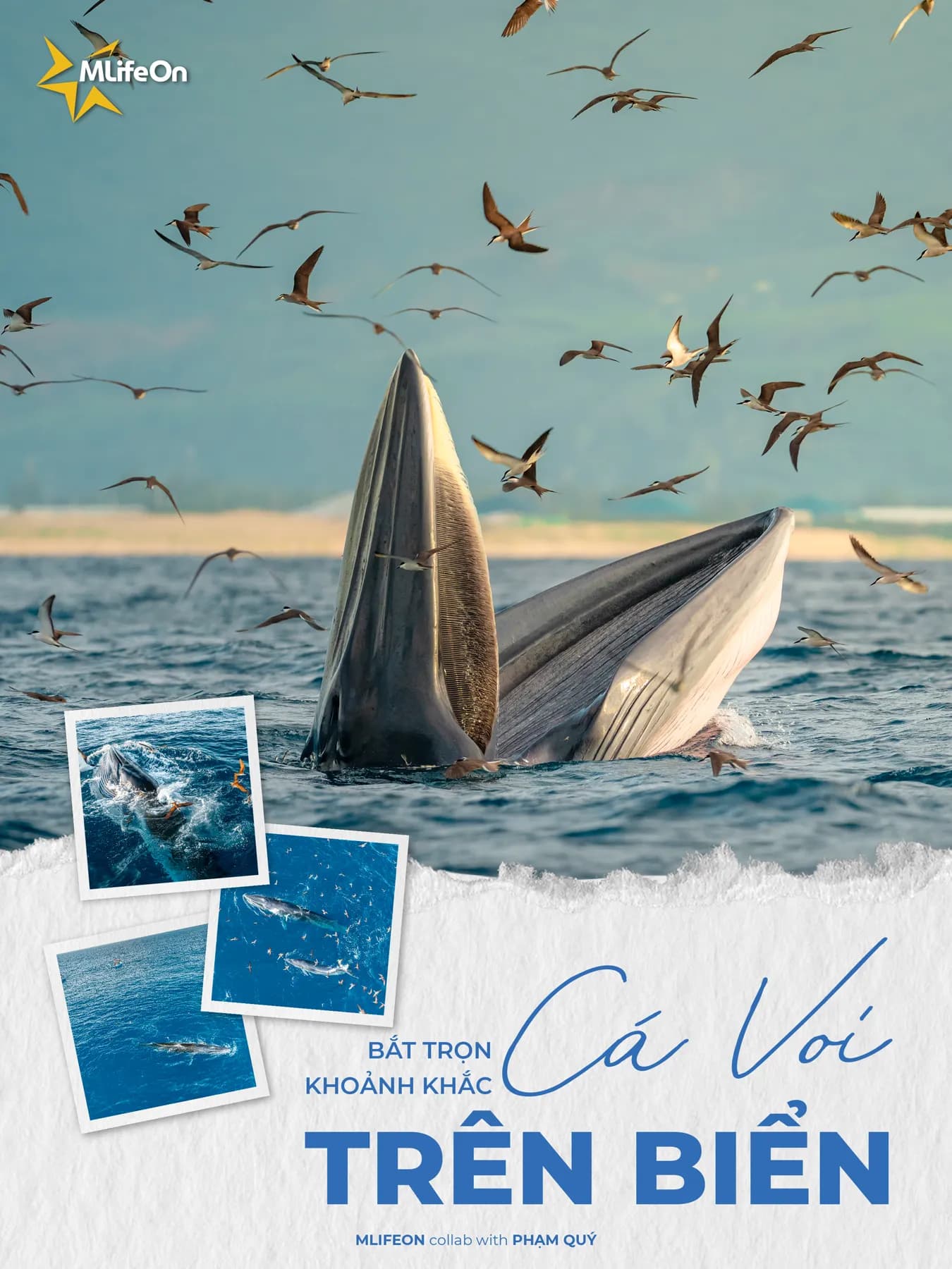 CAPTURE THE MOMENT OF WHALE AT SEA - GOOD SIGN FROM THE OCEAN