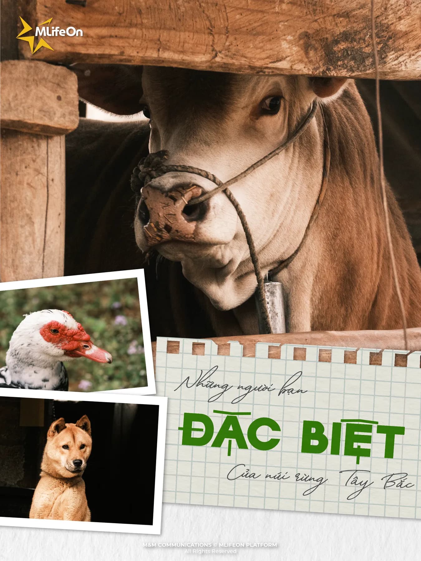 NHỮNG NGƯỜI BẠN ĐẶC BIỆT CỦA NÚI RỪNG TÂY BẮC