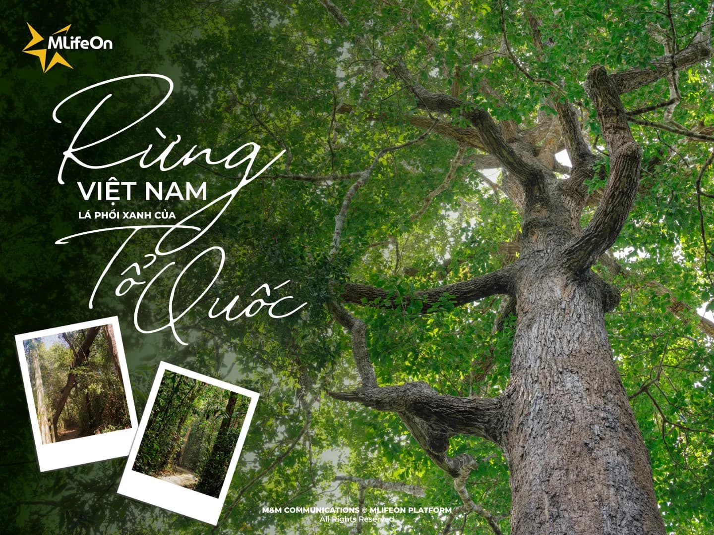 VIETNAMESE FORESTS - THE GREEN LUNGS OF THE HOMELAND
