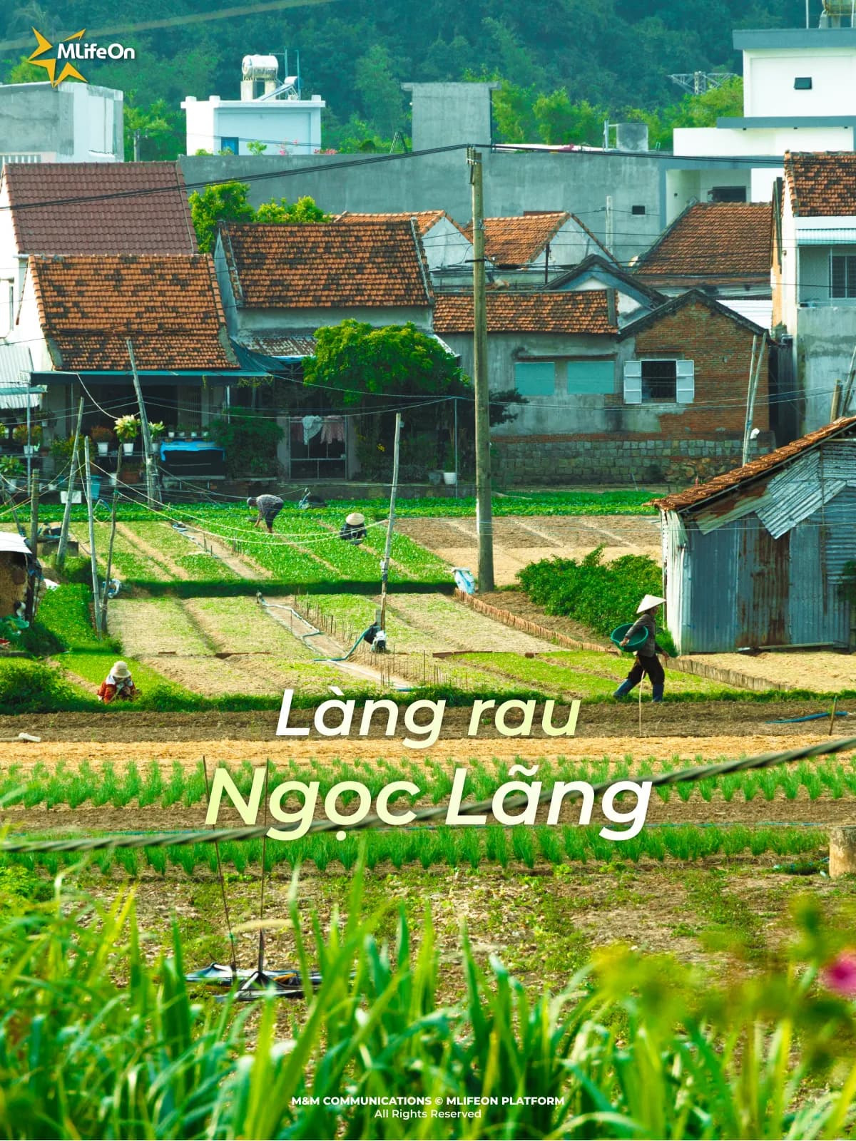 NGOC LANG VEGETABLE VILLAGE – A SERENELY PEACEFUL GREEN GEM OF PHU YEN OLD