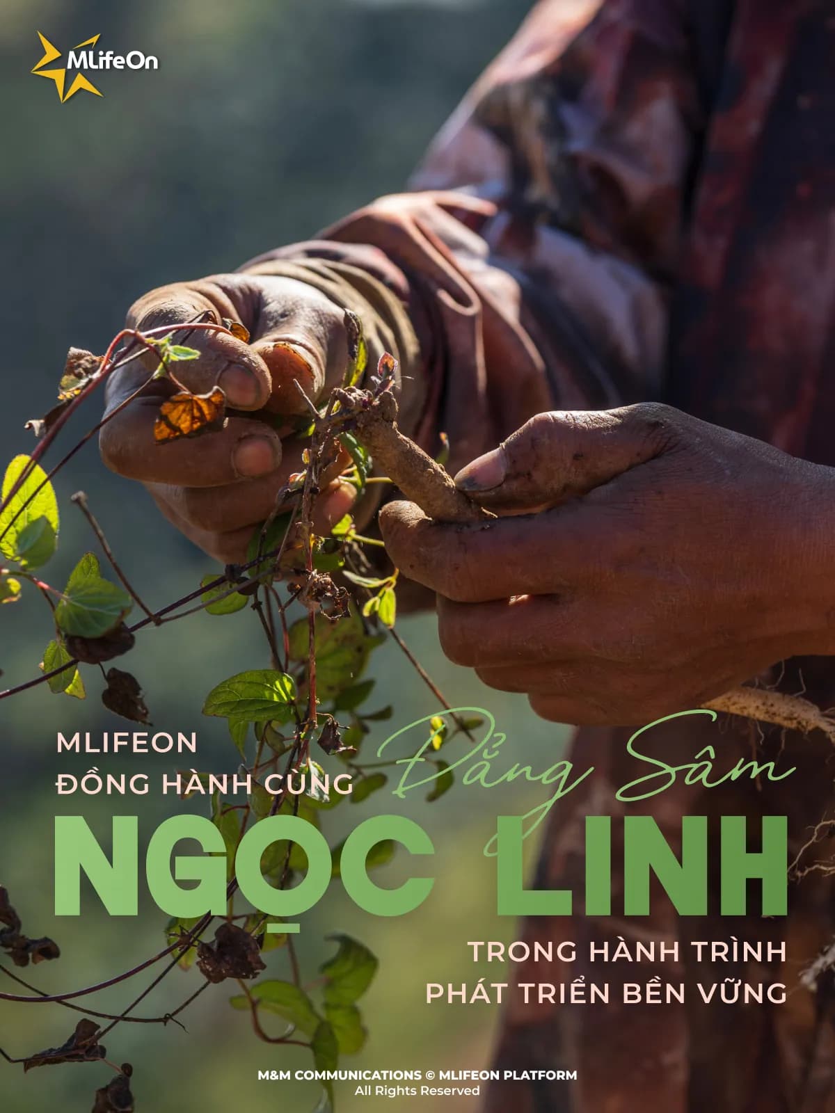 MLIFEON ACCOMPANYING NGOC LINH CODONOPSIS ON A SUSTAINABLE DEVELOPMENT JOURNEY