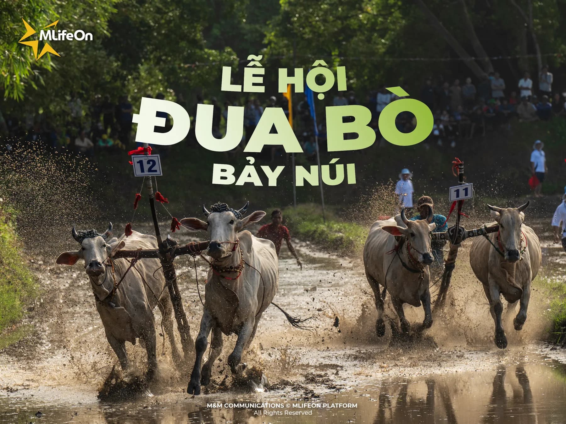 LỄ HỘI ĐUA BÒ BẢY NÚI - KHI VĂN HÓA NẰM TRÊN ĐƯỜNG ĐUA