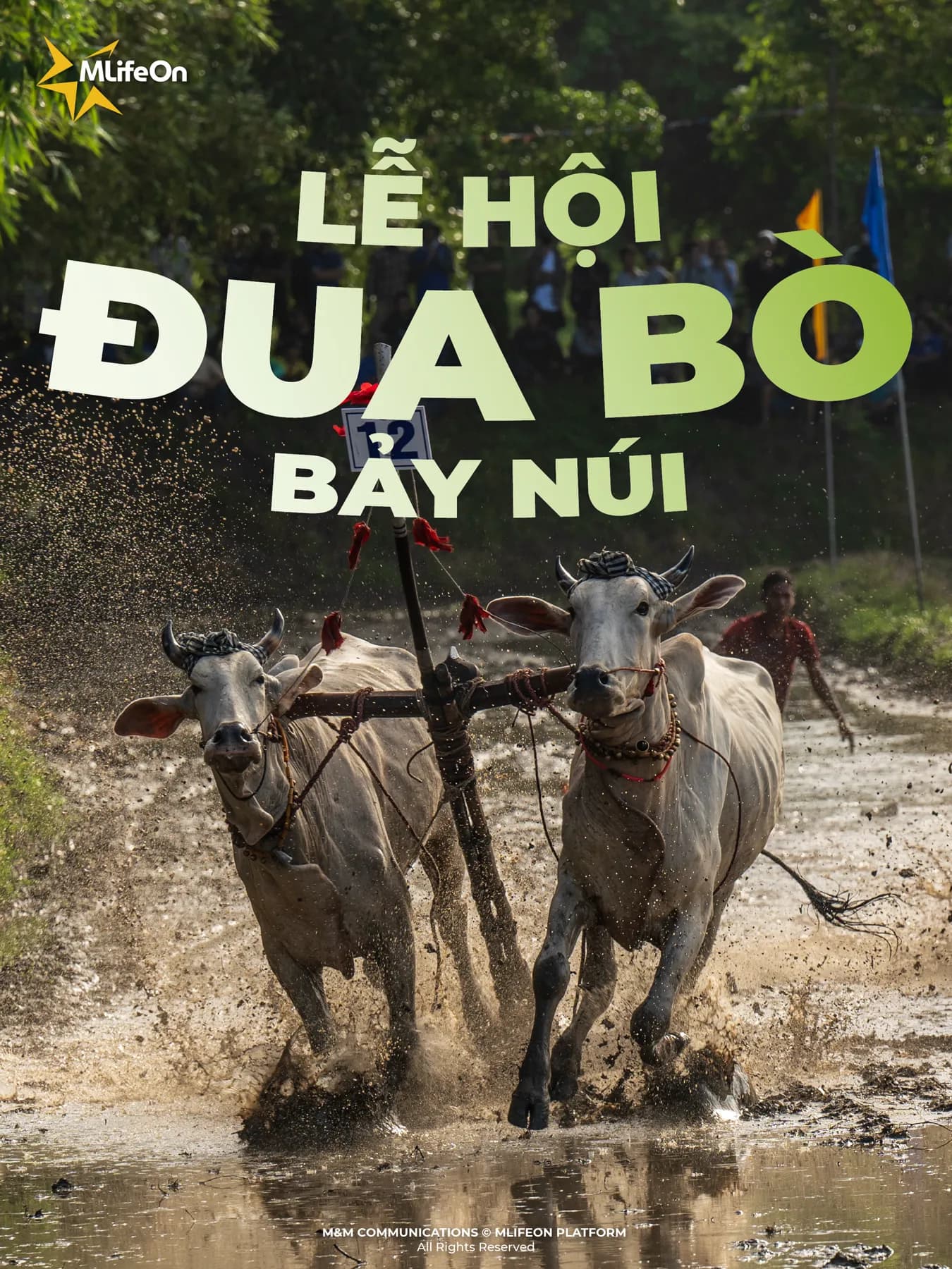 LỄ HỘI ĐUA BÒ BẢY NÚI - KHI VĂN HÓA NẰM TRÊN ĐƯỜNG ĐUA