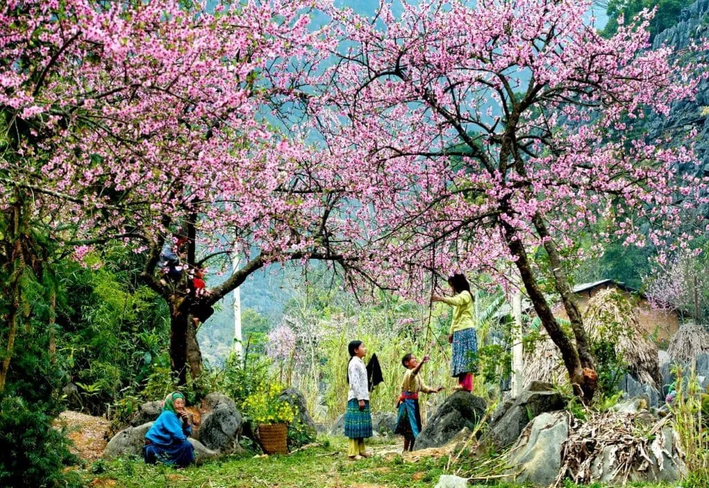 QUEL EST LE MEILLEUR MOMENT POUR VISITER HA GIANG ? UN VOYAGE POUR TROUVER VOTRE SAISON DE L'AMOUR DANS LA TERRE DE PIERRES GRISES
