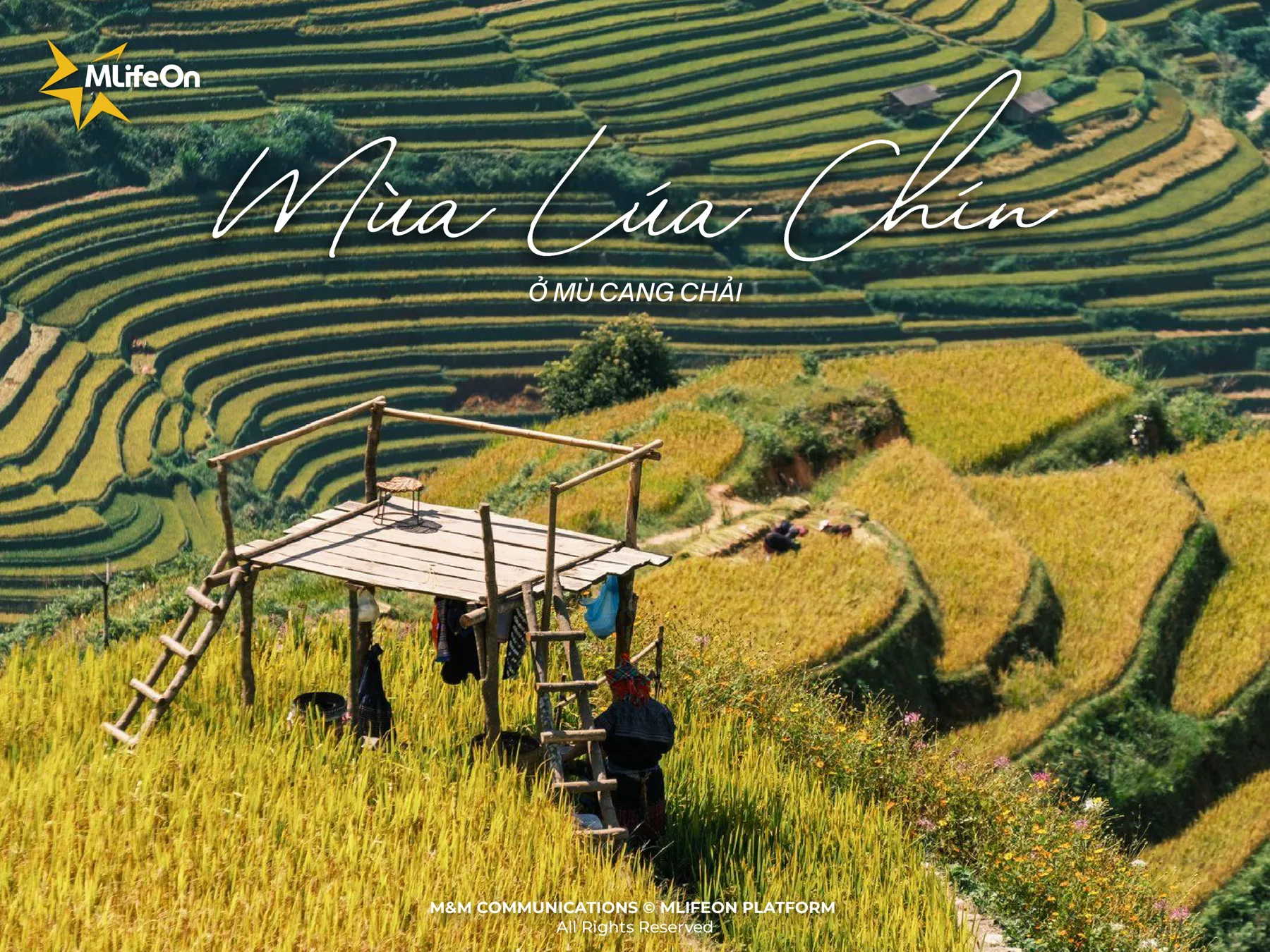 LA SAISON DU RIZ À MU CANG CHAI