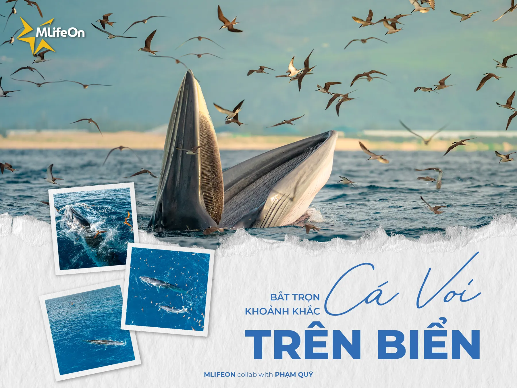 CAPTUREZ L'INSTANT D'UNE BALEINE EN MER - UN BON SIGNE DE L'OCÉAN