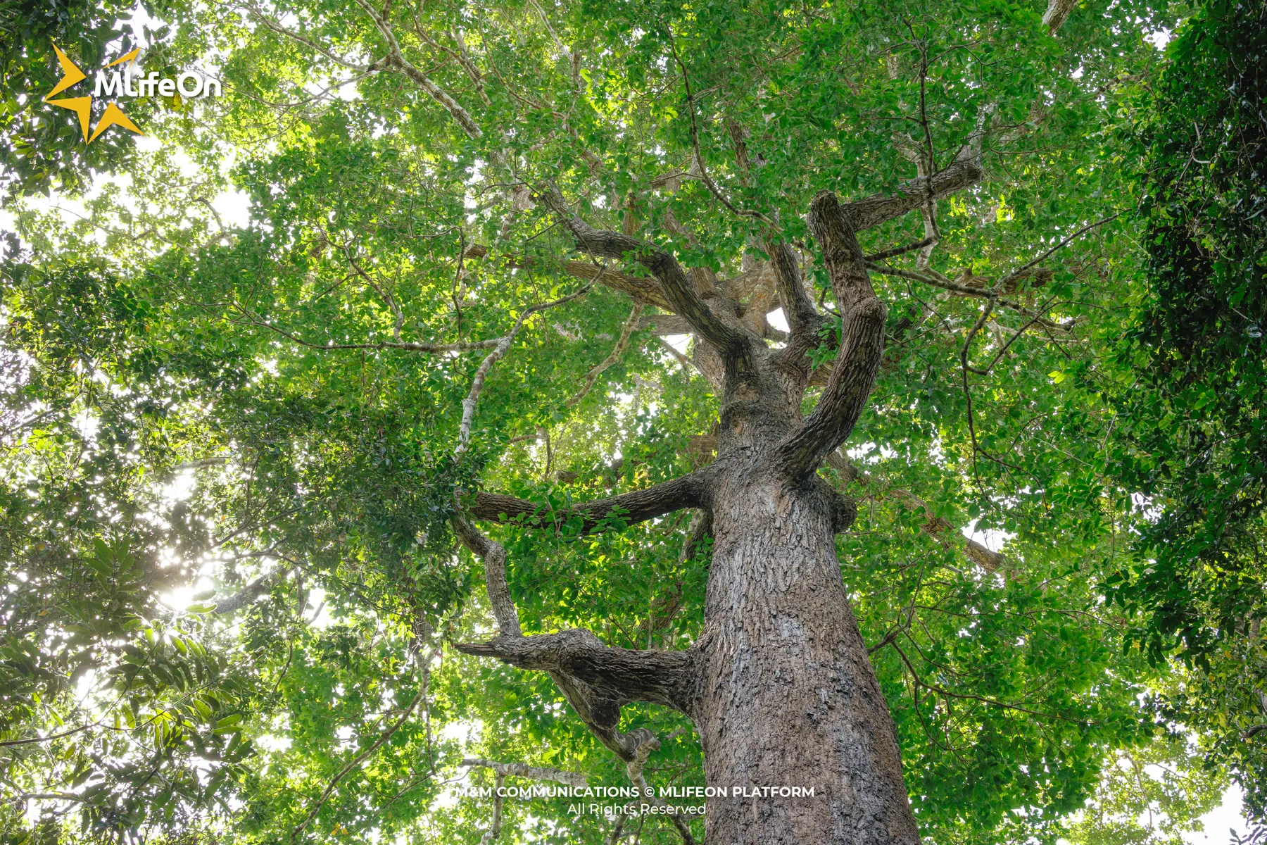 MLIFEON_WEB_T9_TAY NINH-07.jpg