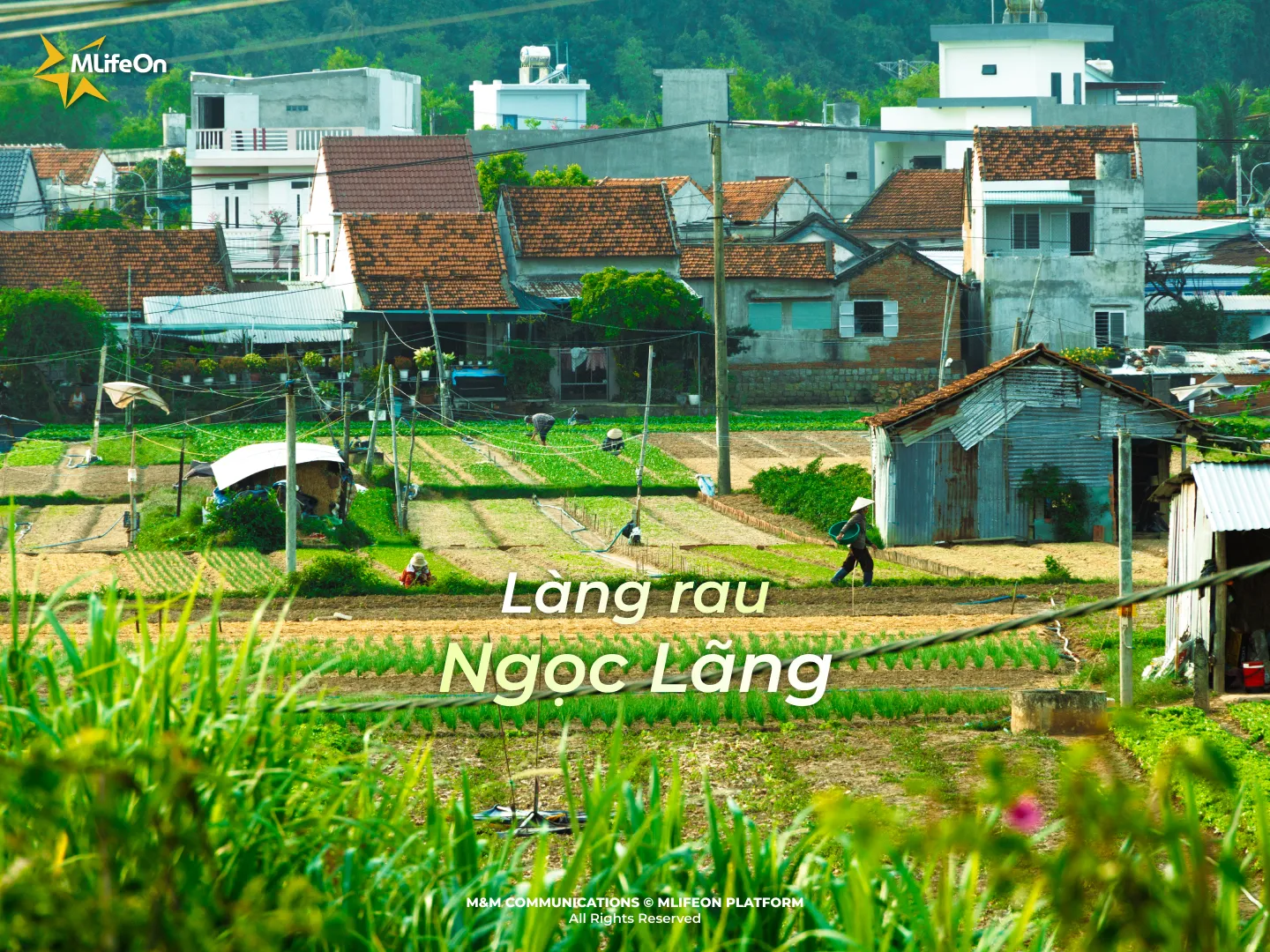 NGOC LANG 蔬菜村 –  Phu Yen 古城中一颗宁静祥和的绿色宝石