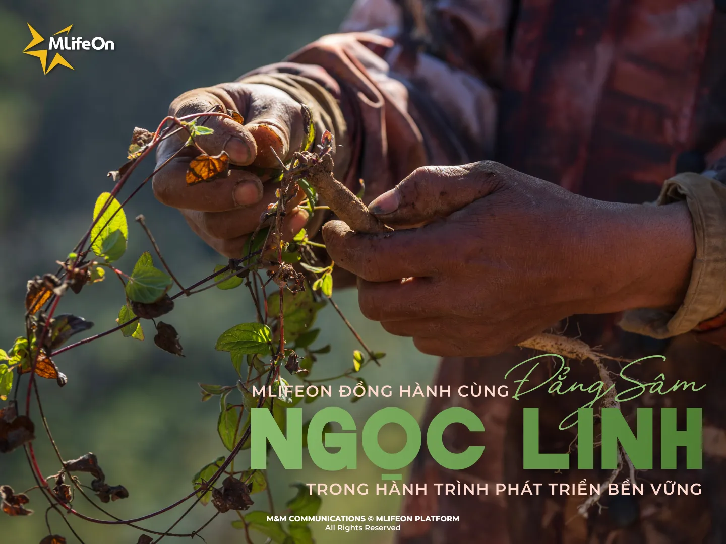 MLIFEON accompagne Ngoc Linh Codonopsis dans un voyage vers un développement durable