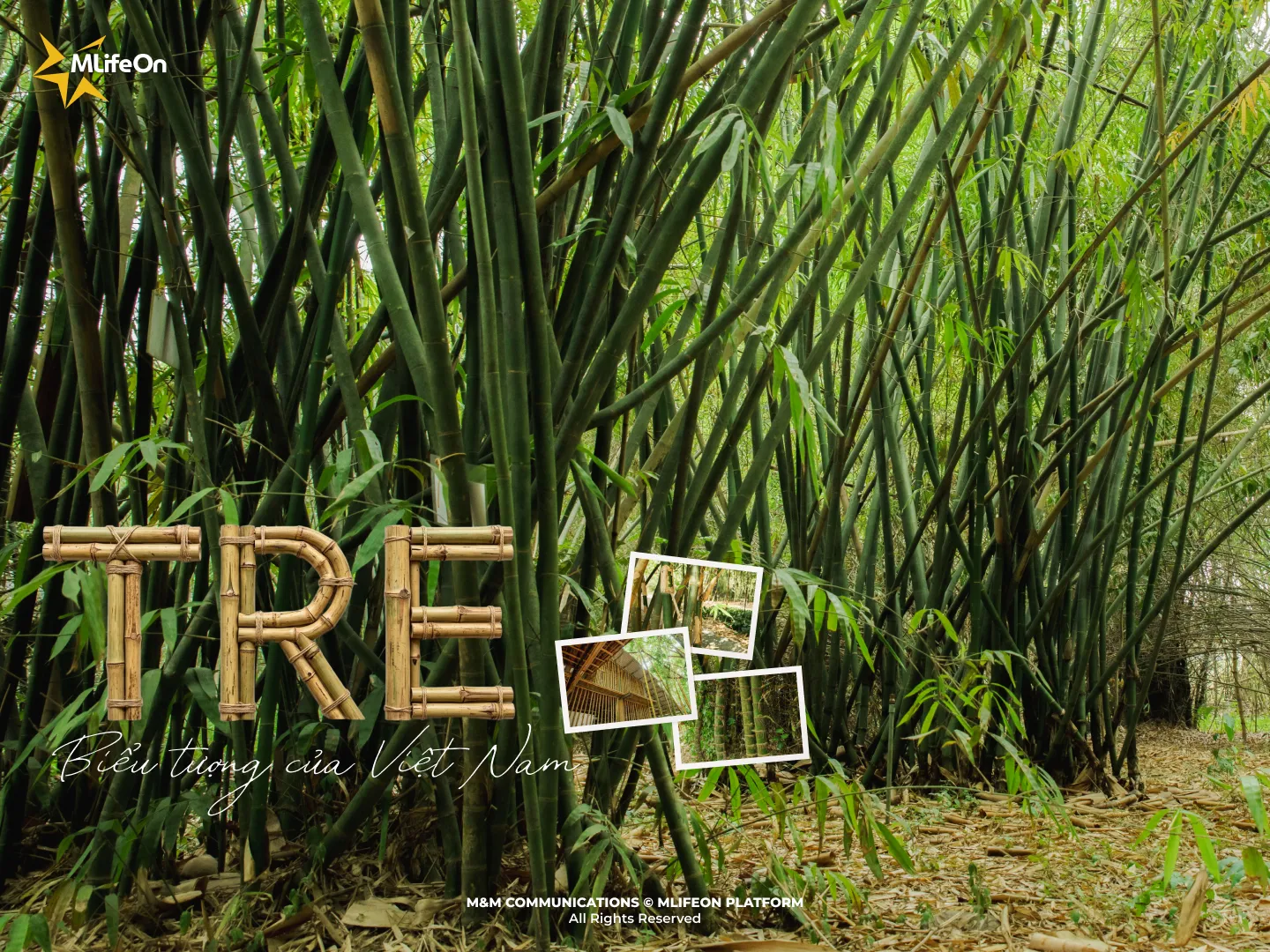 VIETNAMESE BAMBOO - A SYMBOL OF THE NATION