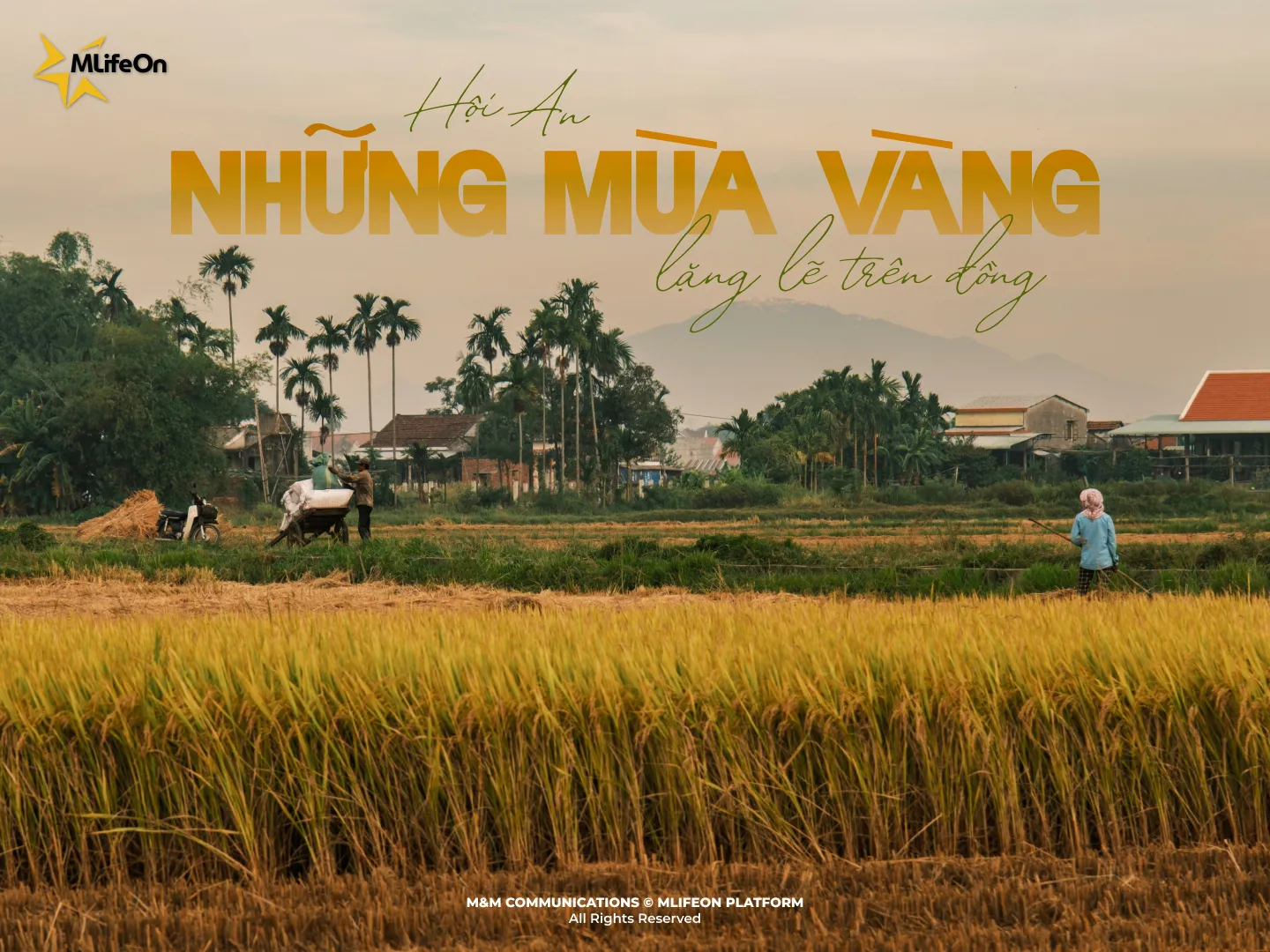 HOI AN, THE QUIET GOLDEN SEASONS ACROSS THE RICE FIELDS