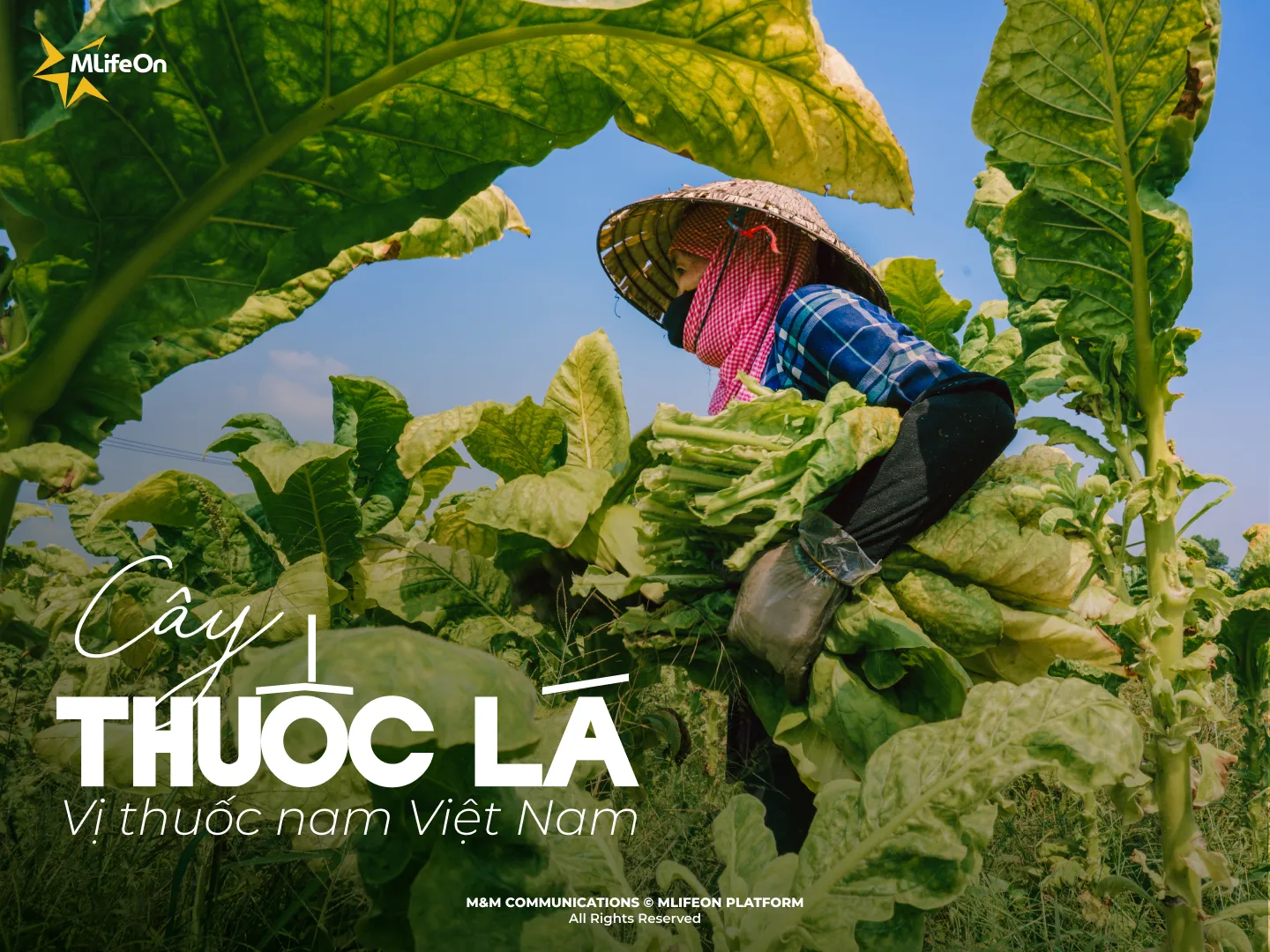 CÂY THUỐC LÁ - VỊ THUỐC NAM VIỆT NAM: TỪ CÂY TRỒNG SINH KẾ ĐẾN NÉT VĂN HÓA DÂN GIAN