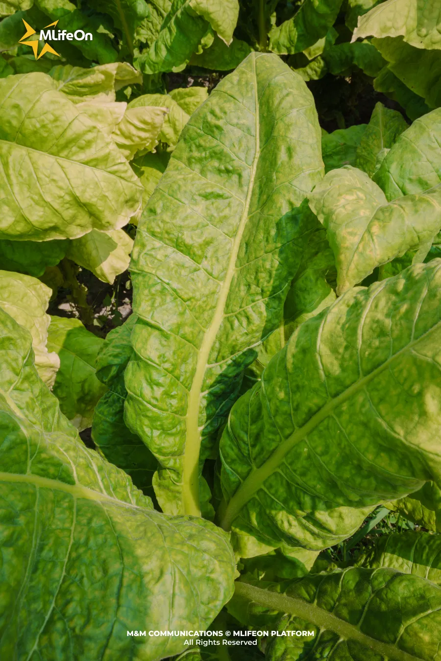 Frame 1636.jpg