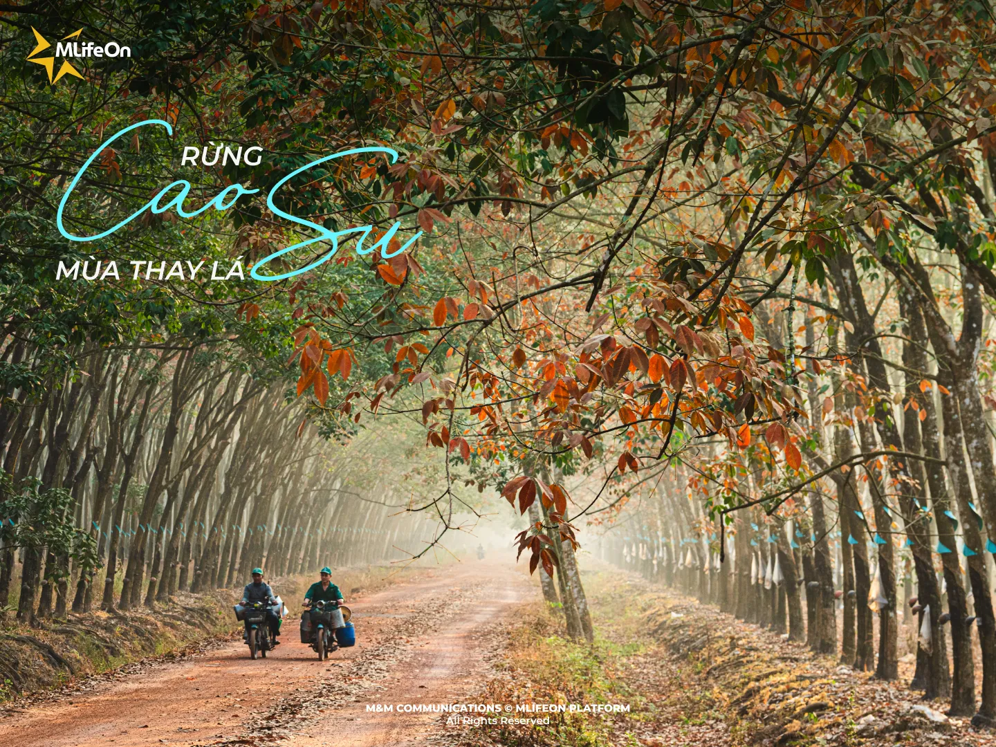 RUBBER FORESTS DURING THE LEAF-SHIFTING SEASON