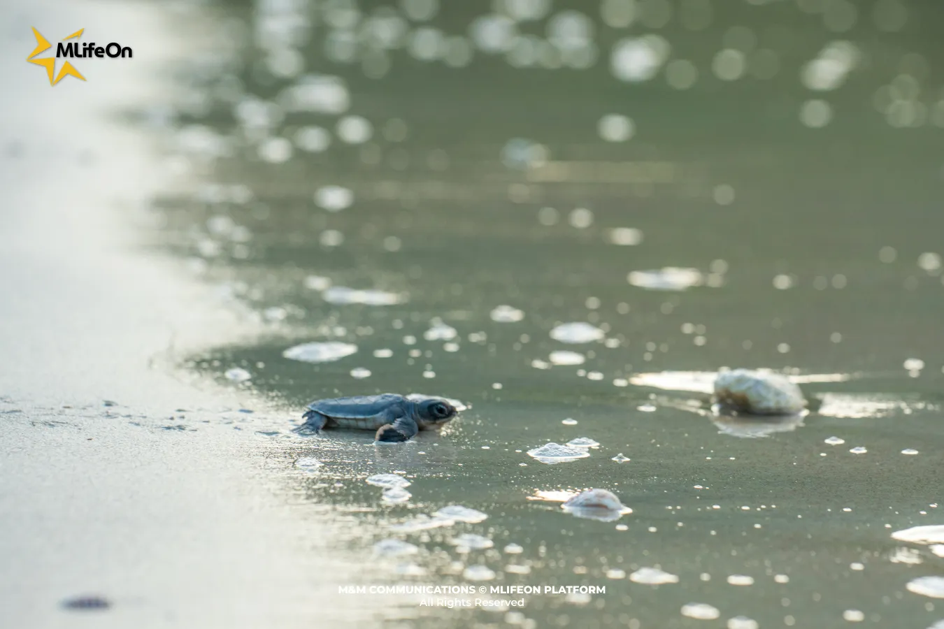 A baby turtle finds its own way toward the ocean.