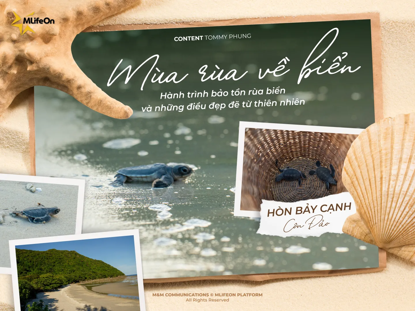 HON BAY CANH, CON DAO: WHERE SEA TURTLE HATCHLINGS BEGIN THEIR JOURNEY TO THE OCEAN